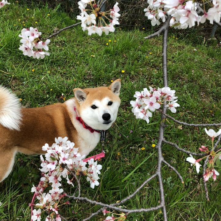 C4a93a04 4a39 43d7 8e8e f583df03112d 1586077549918