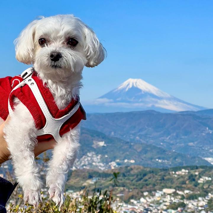 C4aa7ef9 a73a 4893 b1f7 80669f85ba31 1670910852496