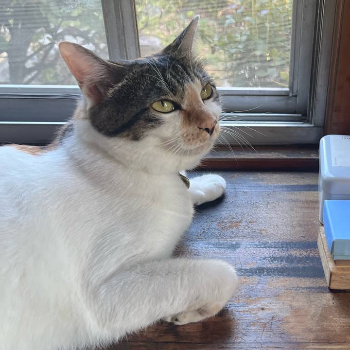 C4aad34b a586 4121 a15a 7d47ef3c55d5 1757297710521