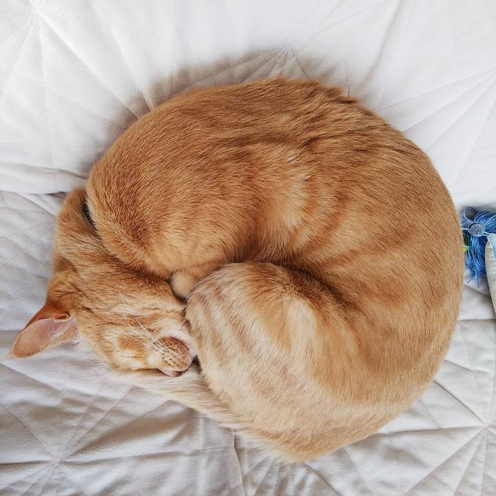 C4ab0f86 7ae8 49a0 9cc8 6319069d3813 1610335930995