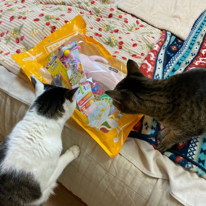 C4ac2753 b83a 467b 993f 5b248c2d4bfa 1767936917469