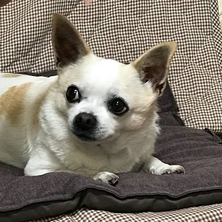 C4ac92b5 7e6e 4b44 85f5 3cf2ad6e56ce 1513760312769