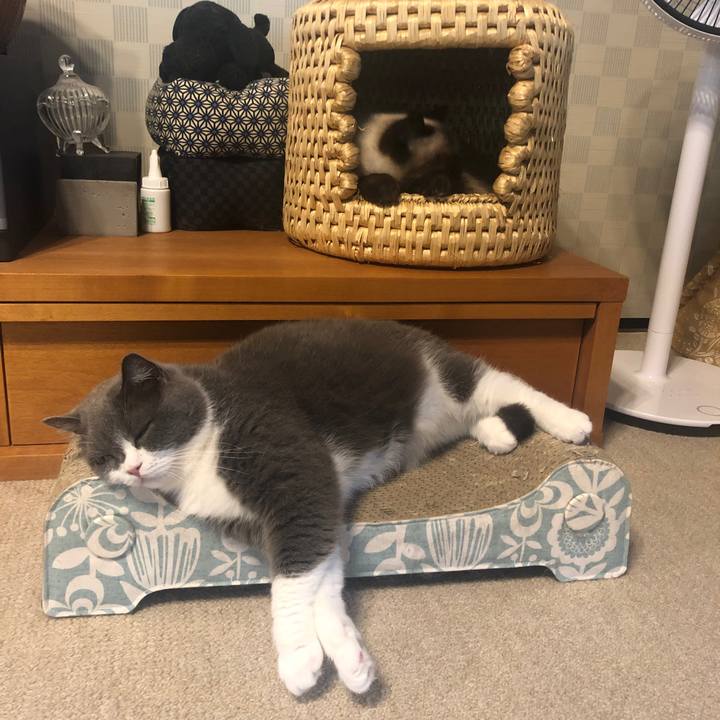 C4ae9b21 b7f4 4534 a497 f6cb62caa44e 1627877092819