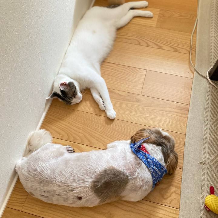 C4af25c2 3d4e 43aa 99ed 57c47203bc8f 1660172509901