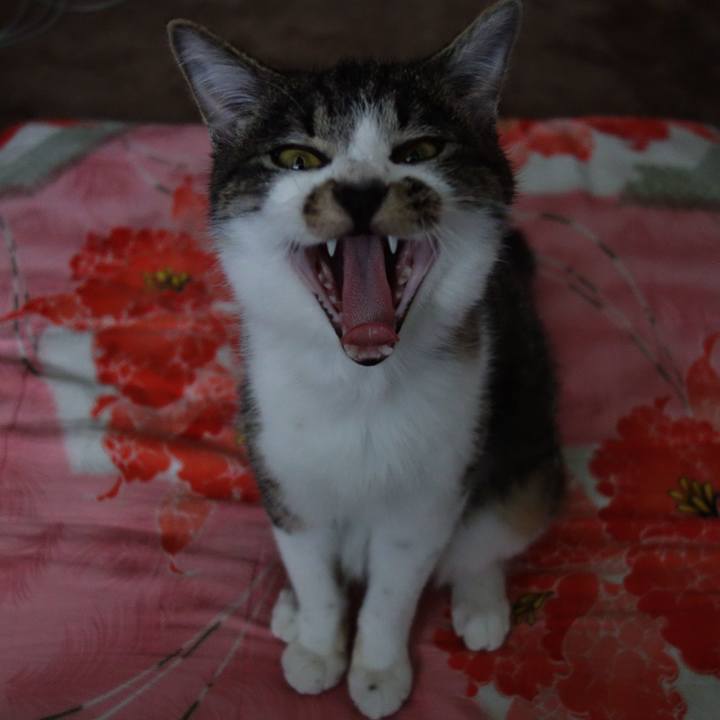 C4afd3ea 80c4 4198 897d ac69a131ef57 1757394477796