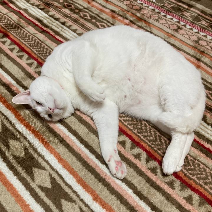 C4b35015 d0a7 4002 8f94 3507be28c6d1 1669809279741