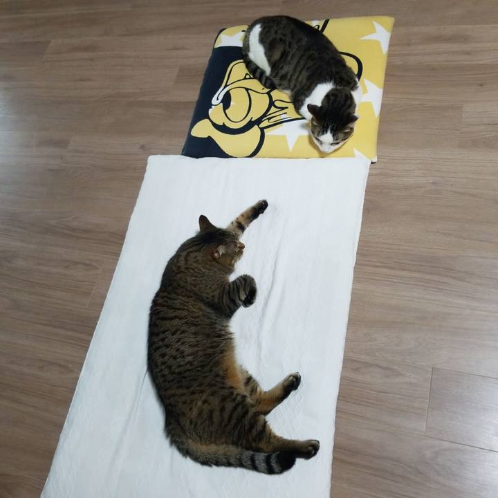 C4b4a8cf 3a10 4707 af83 ea217af70d57 1591996091837