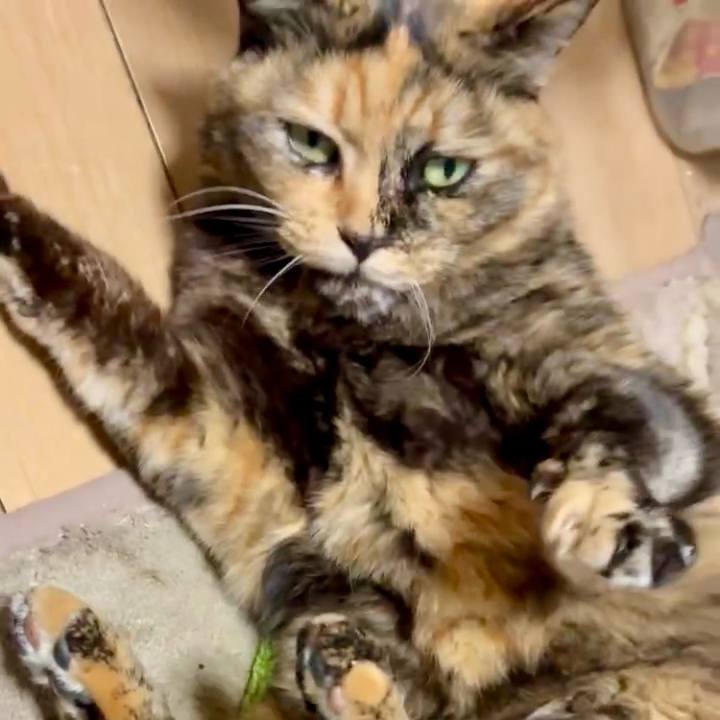 C4b4c95a 604d 499a 9906 0ebc4ac150ef 1765138855359