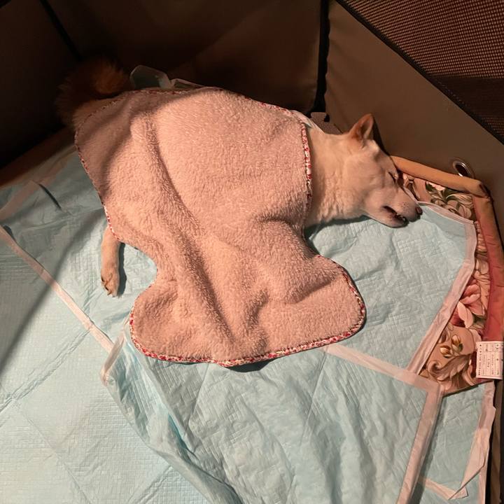 C4b4e572 f82b 47e2 aef0 dcb4ba5189f0 1649177442344