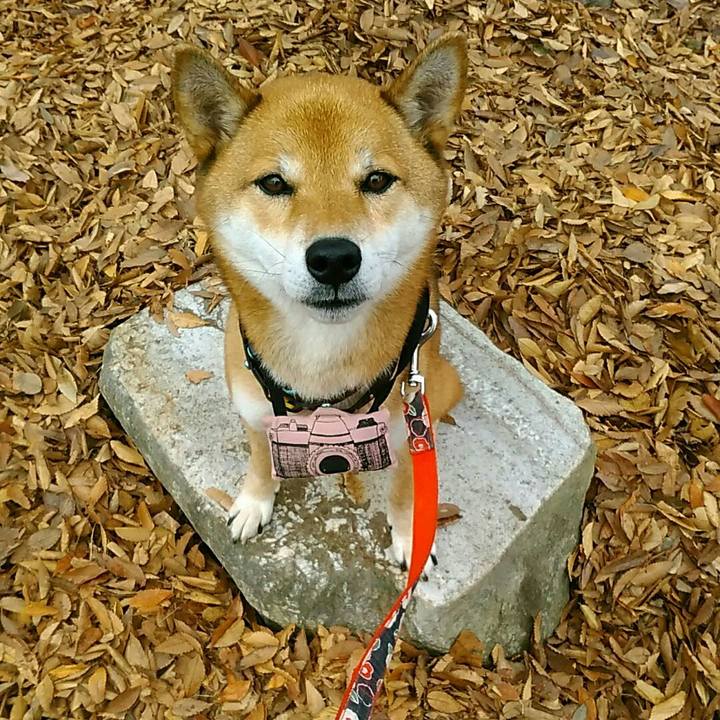 C4b50541 e7de 4e36 9278 8218cea258ac 1542591144848