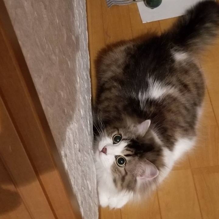 C4b52258 ff1b 46eb 9393 cd940d58a7d1 1589924742385