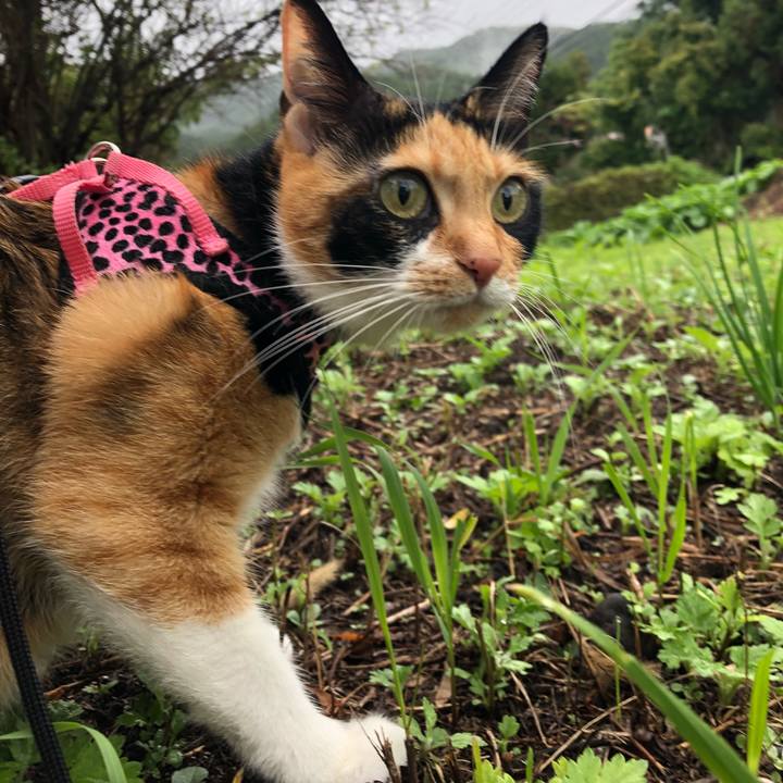 C4b62d92 0d0e 402a 92e3 fb440bbeeafe 1539353375860