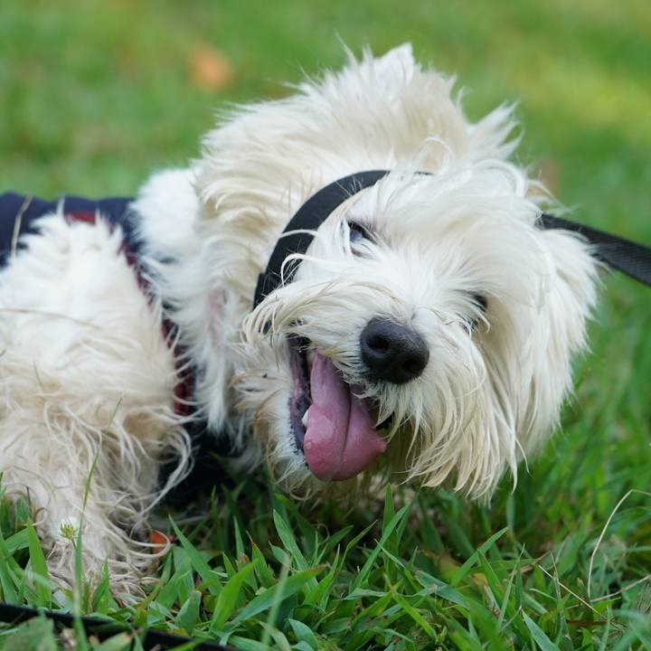 C4b7f4ff 16d2 49b4 9bd0 1d4eb1555086 1533339606081