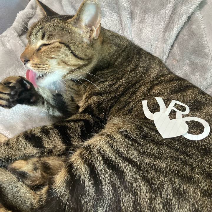 C4b82f9d b23f 434a 9495 a66ea7255dd4 1684224609784