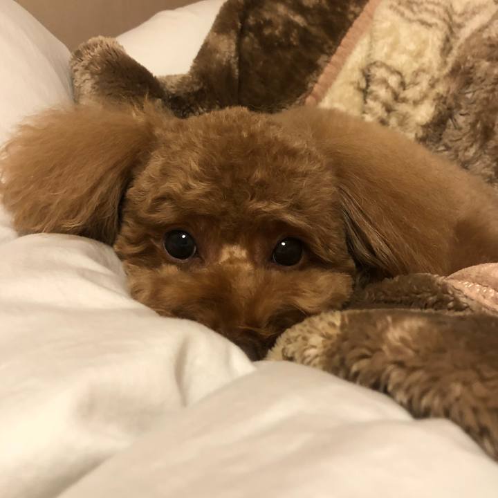 C4ba06a2 aec6 4069 88fd 1a6de578d21e 1512993156577