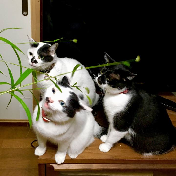 C4ba5af7 db8d 4b8c 8608 4388f0d72311 1536967127101