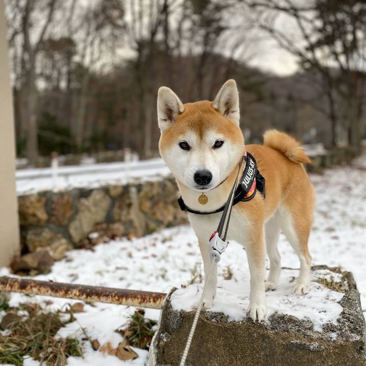 C4ba967e 2a99 4980 9769 aaa0de7aa11d 1606955204896