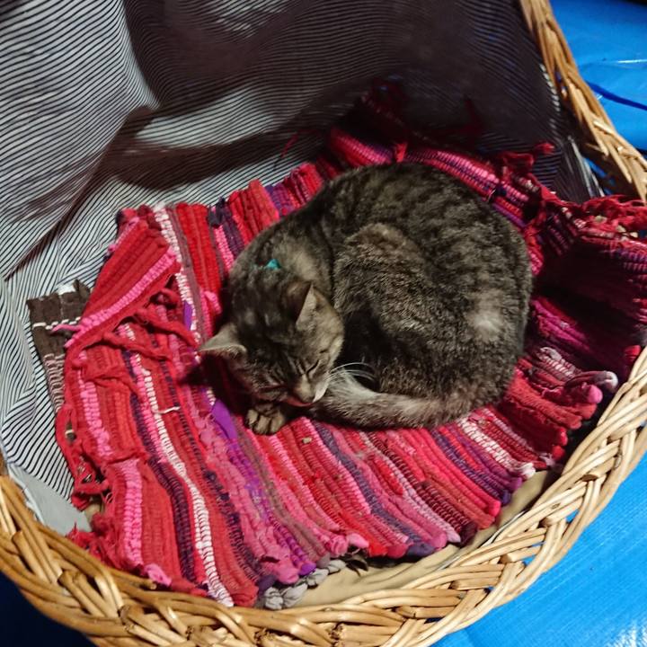 C4bb2dcb 79c2 40c3 bf61 33f08e15af0e 1558000094922