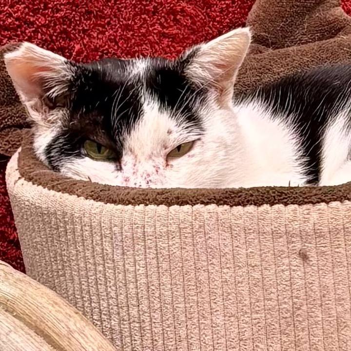 C4bbda78 c59b 424e b152 9a6cc4aac3bb 1761538516943