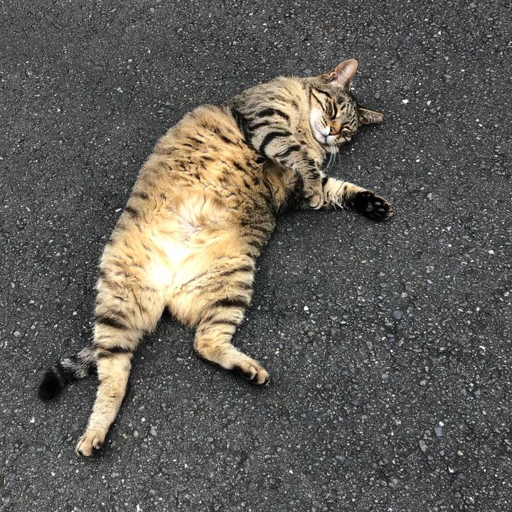 C4bc964d dc9c 406e a6bc fc95976e0def 1595573849575