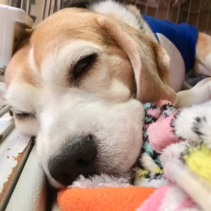 C4c0e5dc 12d2 44bd 8051 27ed4c331d26 1558237994539