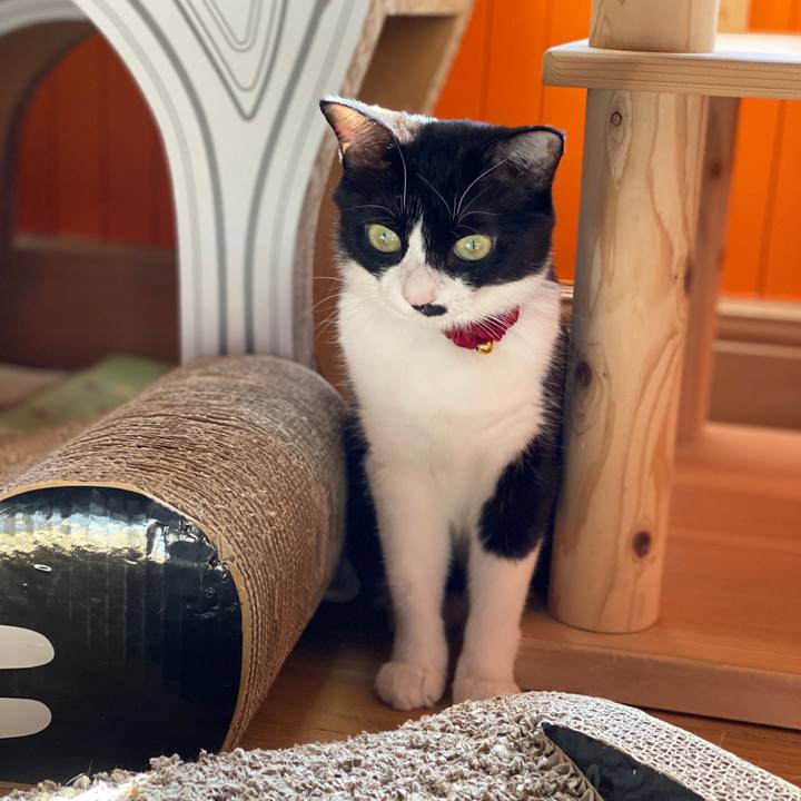 C4c1e4b4 5475 4033 8b82 623155f02c0e 1587903921167