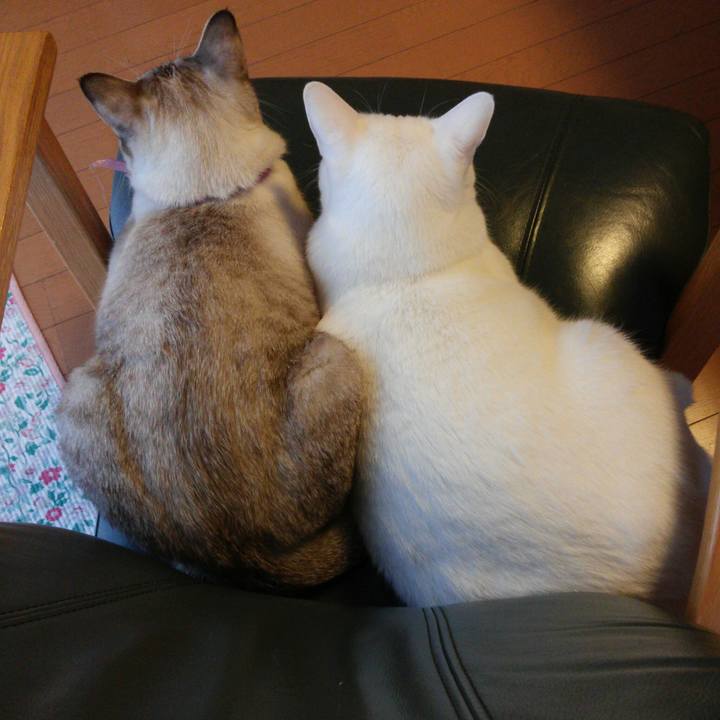 C4c3ae2e 9dde 4e29 892d aa93e04ee189 1512514433359