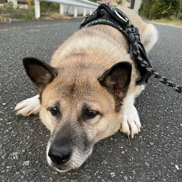 C4c5889c cb39 45de a388 de683bc7cd3c 1733226567534