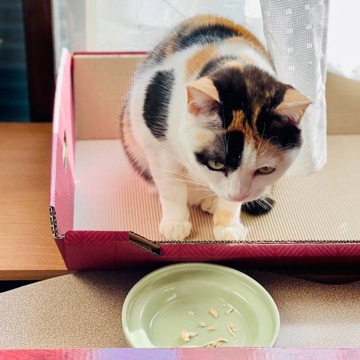 C4cc5d04 3d34 4f26 866e 47cd9bbe2b93 1615083982884