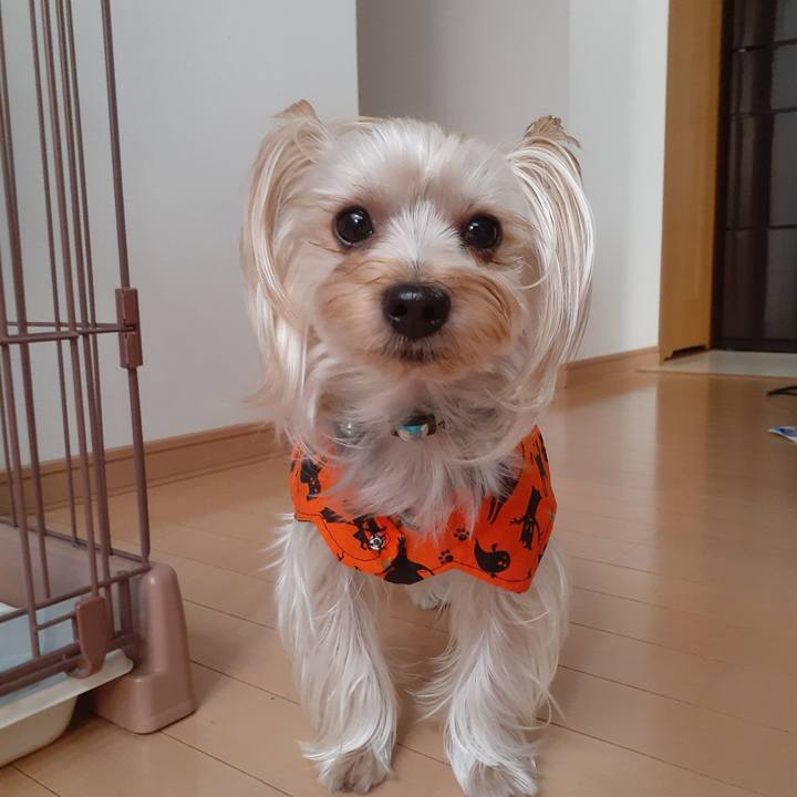 C4cc6baf 66eb 4db5 9538 0354fde333b0 1572729979706