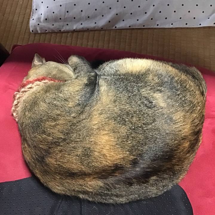 C4cd51ad 067b 440b a115 9e670dc22d6e 1631949033282