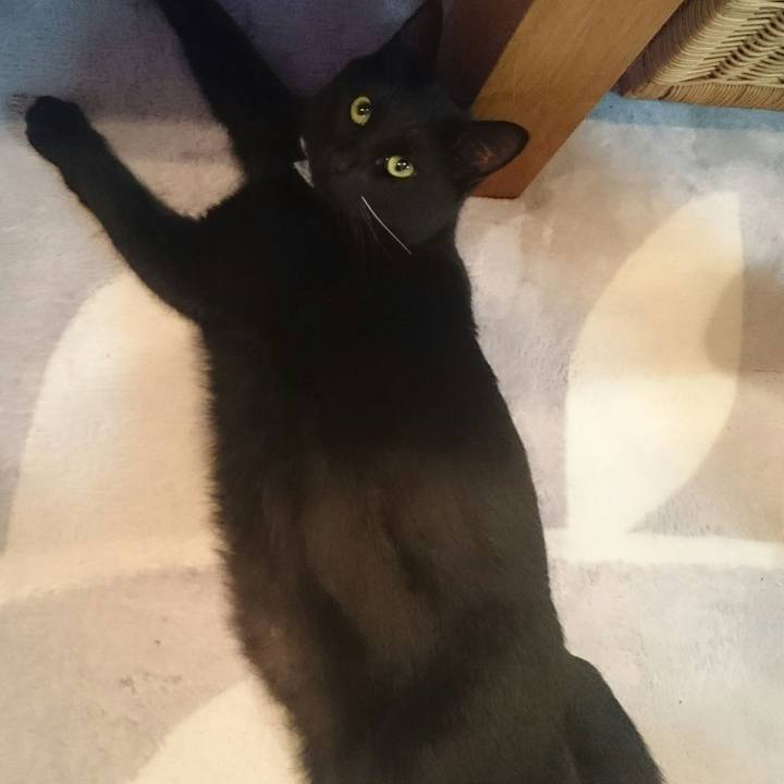 C4cdc0a2 9278 4c86 a980 1050f7aac7c4 1519689691559