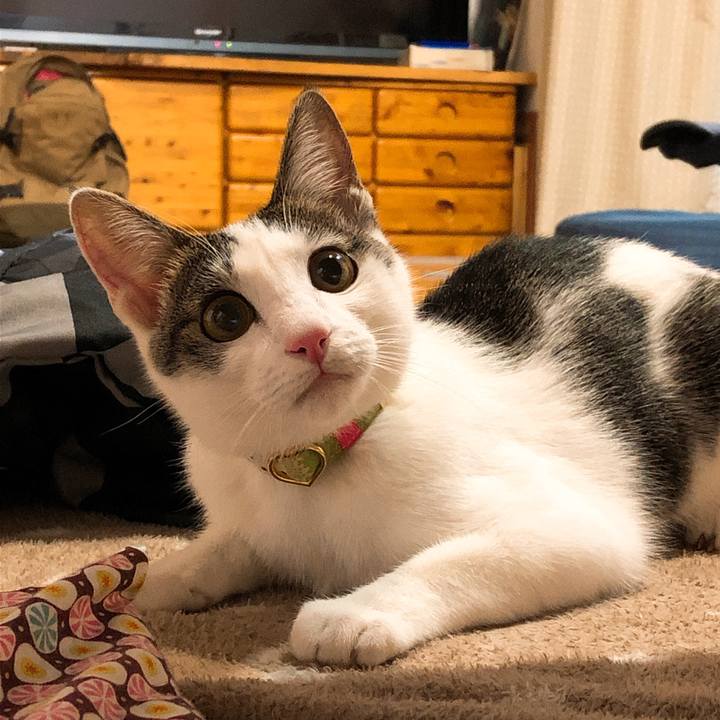 C4cdf3a6 ae74 44dc 857c 094819c0ff55 1574078276907