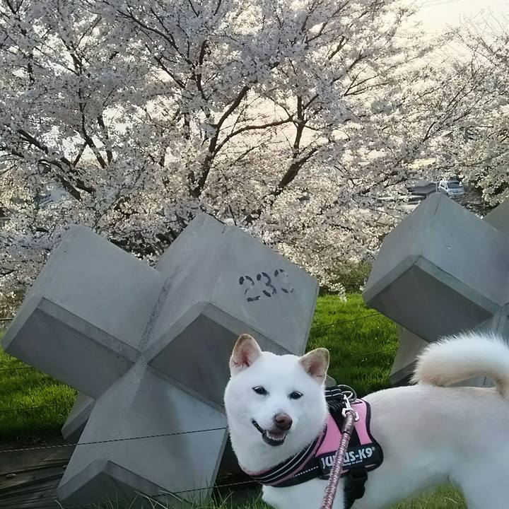 C4cf6442 4998 4860 aca4 3e022f501a0a 1523350195315