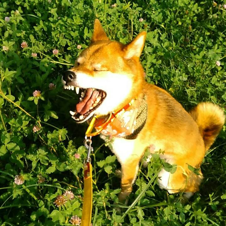 C4cf97be 2ea9 4f7d 8080 5810deb1e7a4 1531385502404