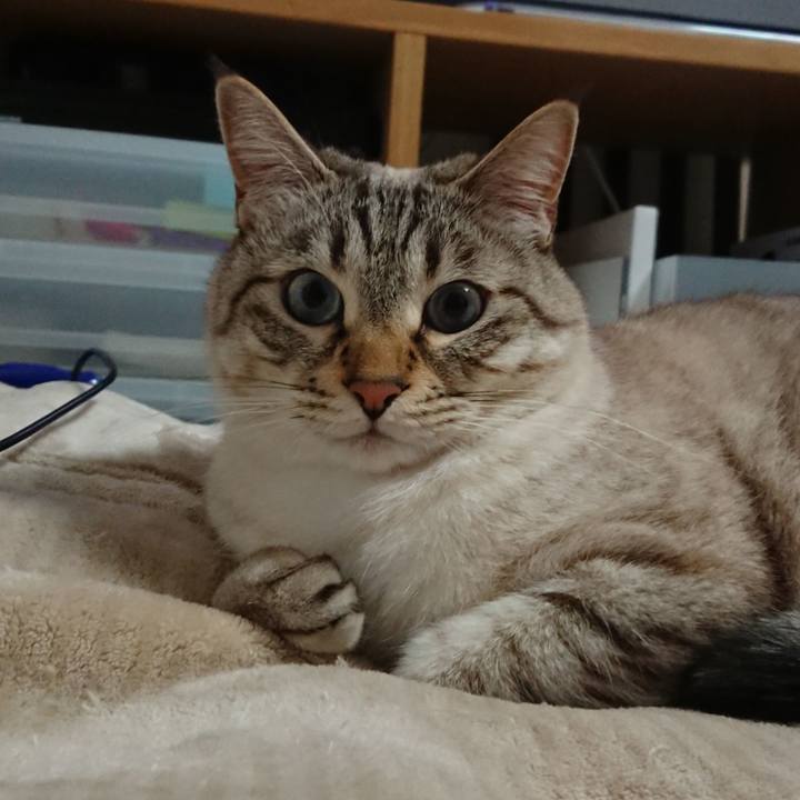 C4d1d55d 953f 4313 9da8 406b2040cb31 1587121741117