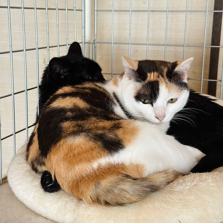 C4d3103f 76db 4aff bc7a f12fdc834592 1685672525561