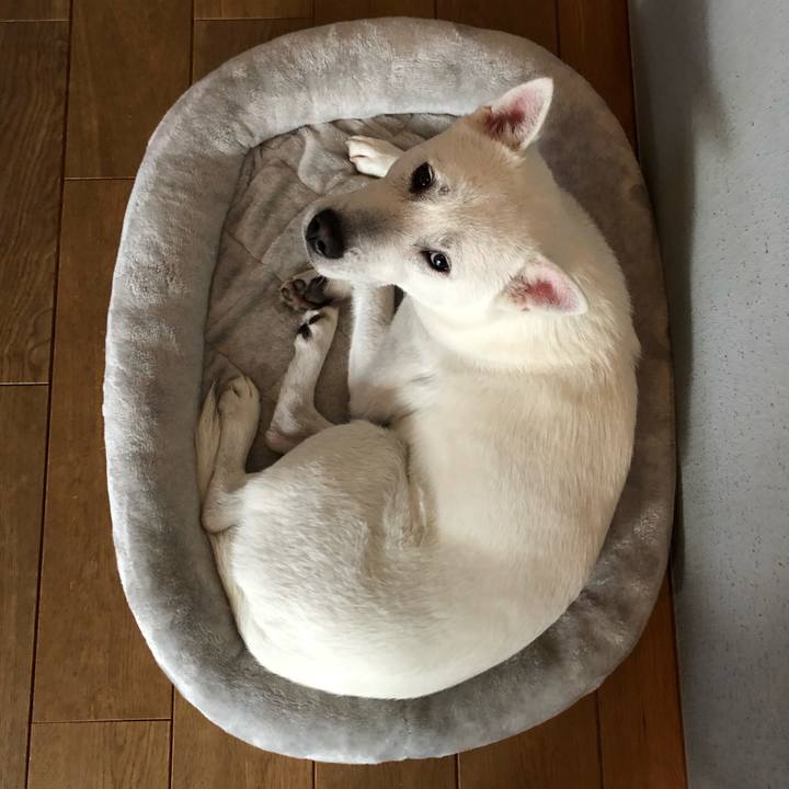 C4d5c53a efc6 48f4 9a64 77b75971e1a7 1545442437242