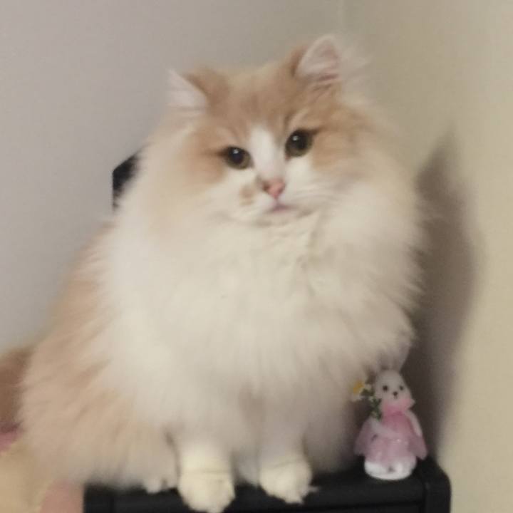 C4d8dc44 68aa 4400 aa74 14183c884ebb 1523184466150