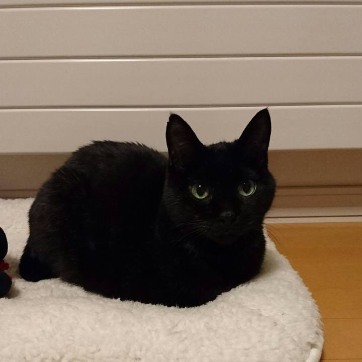 C4d9beeb 10d9 43f2 849e 9cb3911e4efc 1510567587070