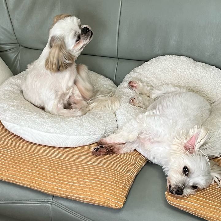 C4d9e6a2 5d9c 4ccd bad0 bc9d4326434c 1655250783191