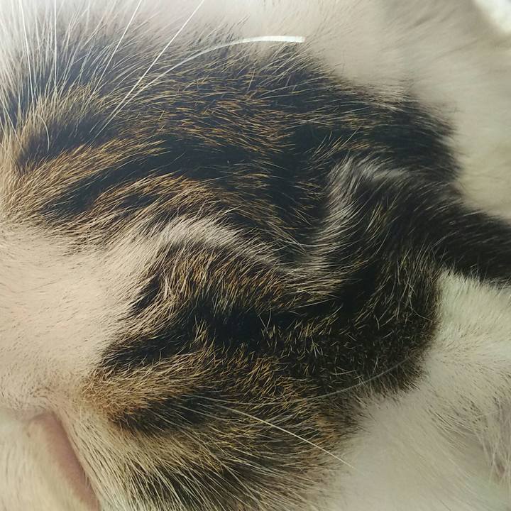 C4da3661 ba7f 4f8c 86a4 d2ef4b07b7c1 1510385524047