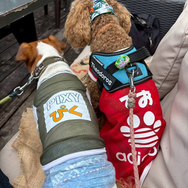 C4dc3f69 48fc 4ad5 bab5 4760ab572a7a 1750029278215