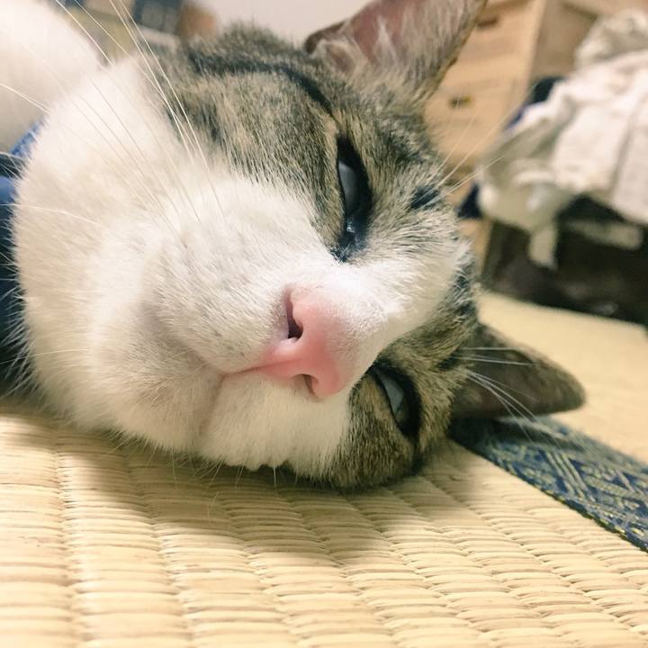 C4dc7266 0440 48a0 be24 fae740f2cfb7 1534595059495