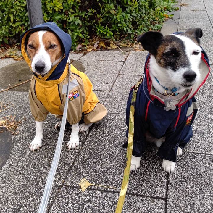 C4dd0c3a 9891 44a3 a27e 70e2826c7313 1668469069928