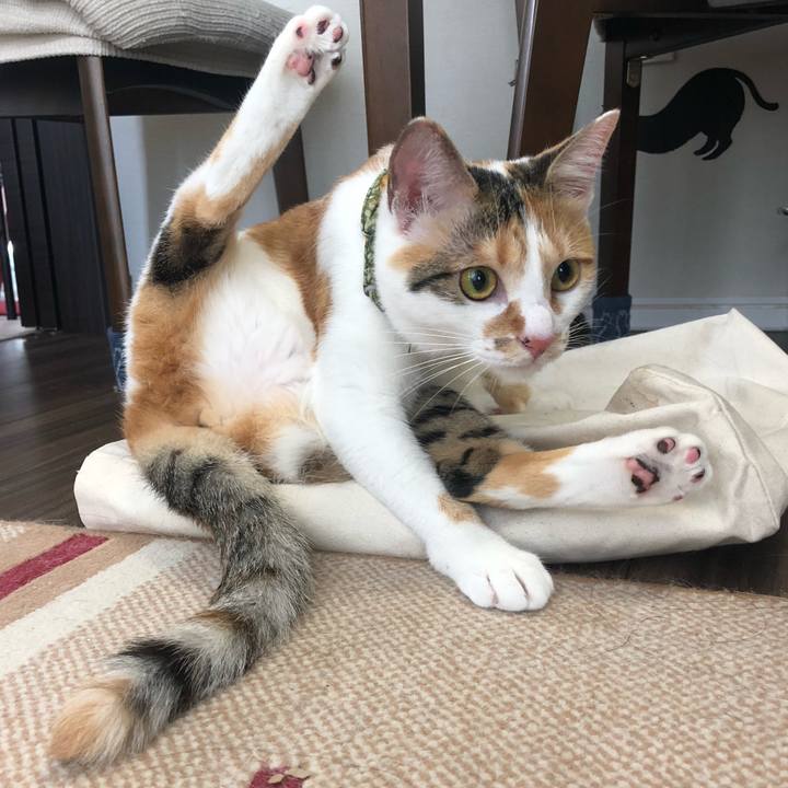 C4dd600f 6f35 4c12 9120 3183729ab07b 1599089714509