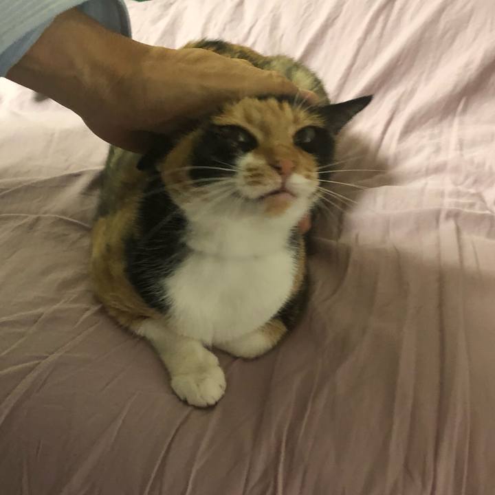 C4e3cb42 dba0 45f8 a6b9 675daf78fb9e 1560120145078