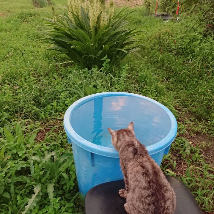 C4e6f825 05f2 4803 ba10 cd84094adee4 1597138900385