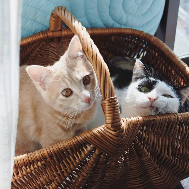 C4e8f417 4d27 4ced 9cb8 7d0e7ed42295 1547809388817