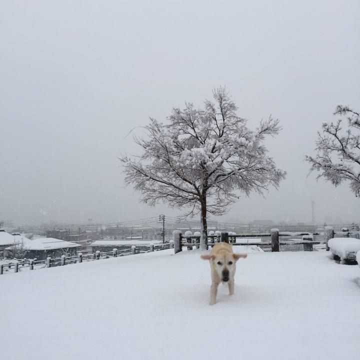 C4f0a6ff 778b 447e a54f e62603f8eb51 1512512558408